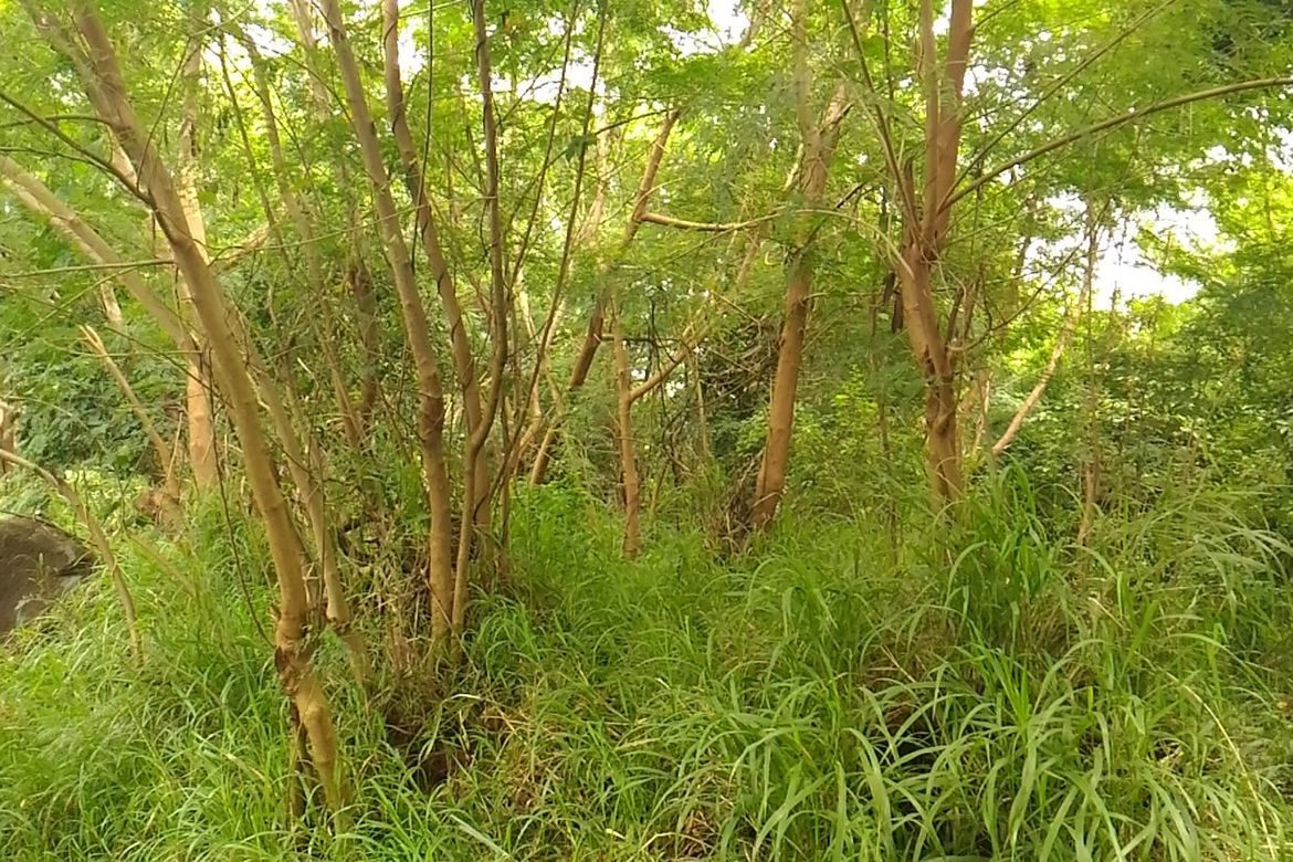 Land for Sale in Cabasag, Del Gallego, Camarines Sur – photo 4