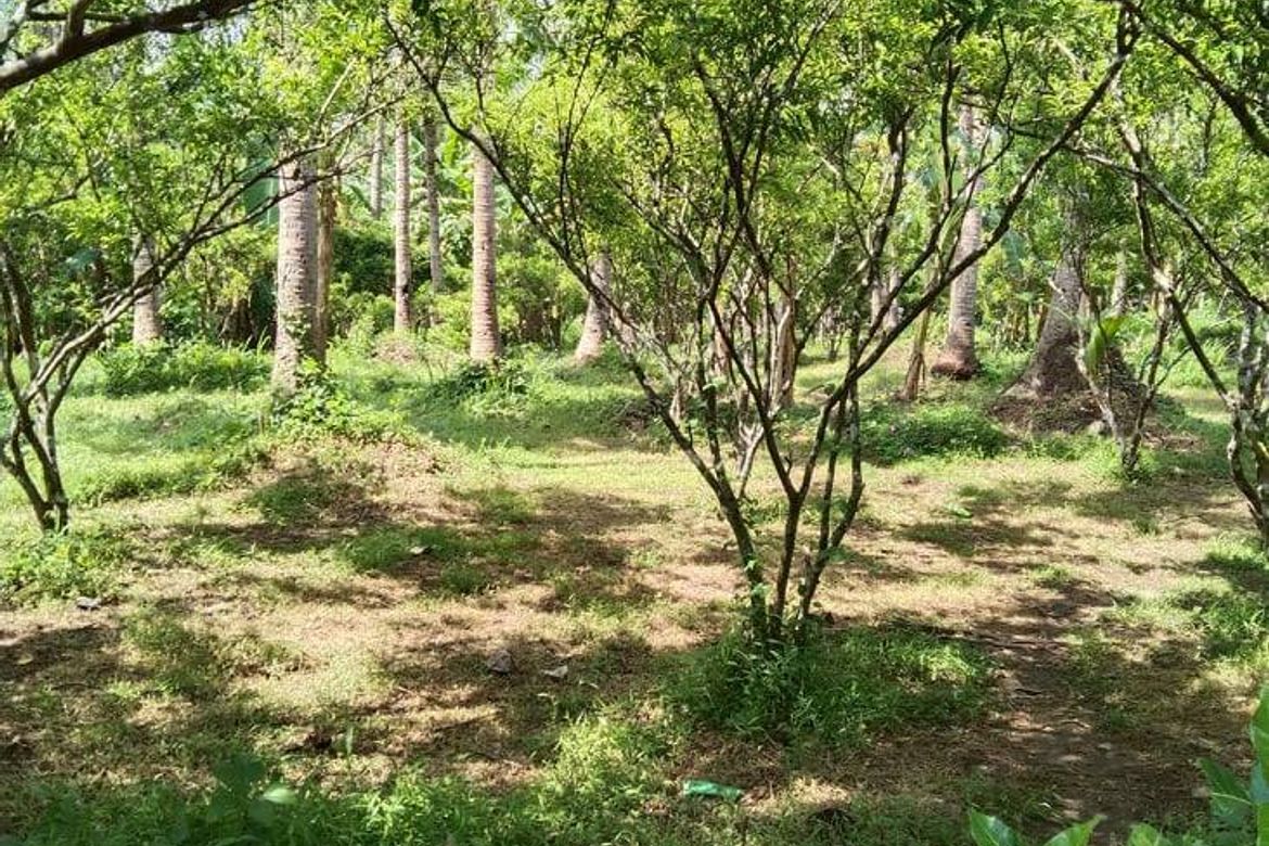 Land for Sale in Cabatang, Tiaong, Quezon