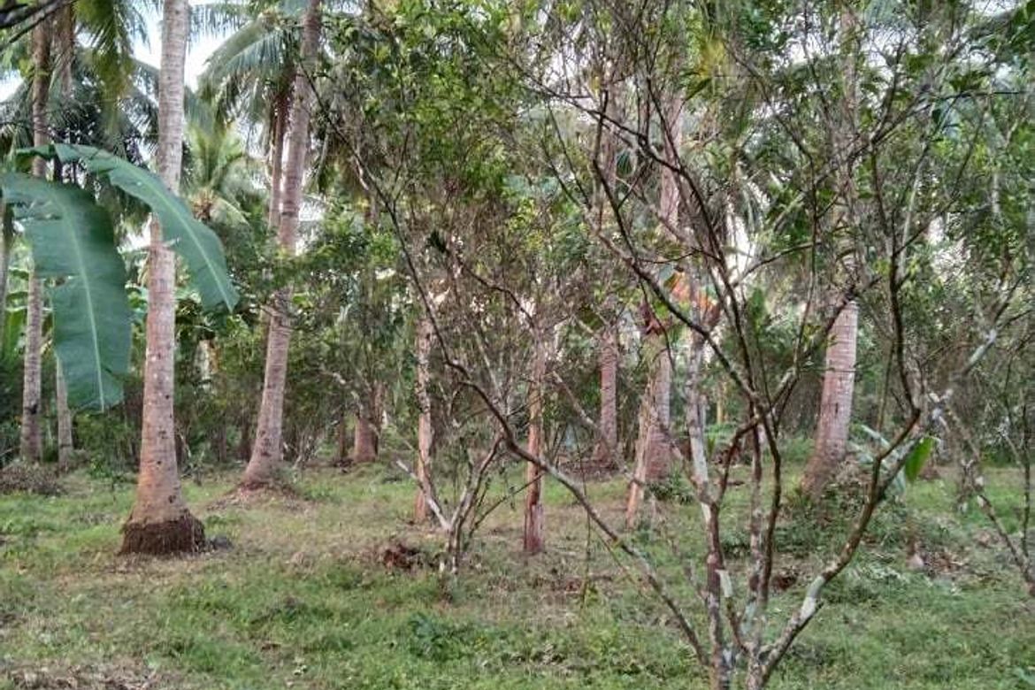 Land for Sale in Cabatang, Tiaong, Quezon – photo 3
