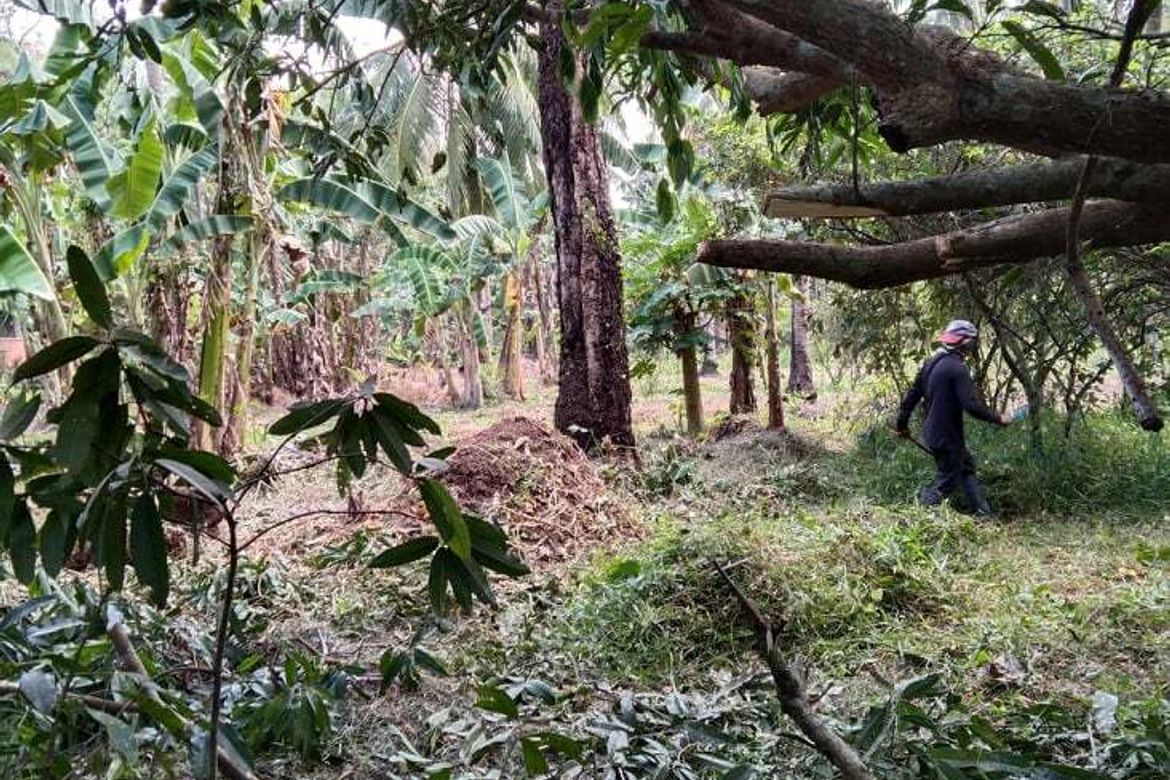 Land for Sale in Cabatang, Tiaong, Quezon – photo 4