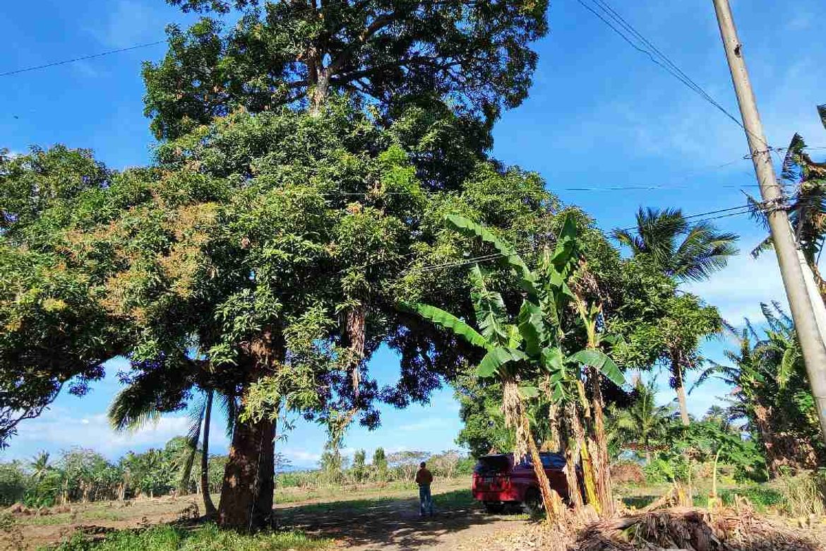 Land for Sale in Cabay, Tiaong, Quezon