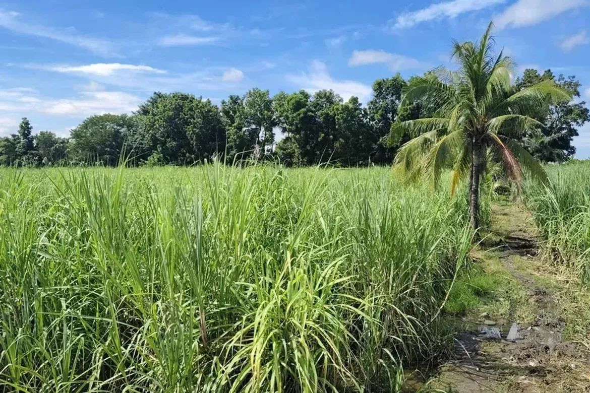 Land for Sale in Cabug, Bacolod, Negros Occidental – photo 5