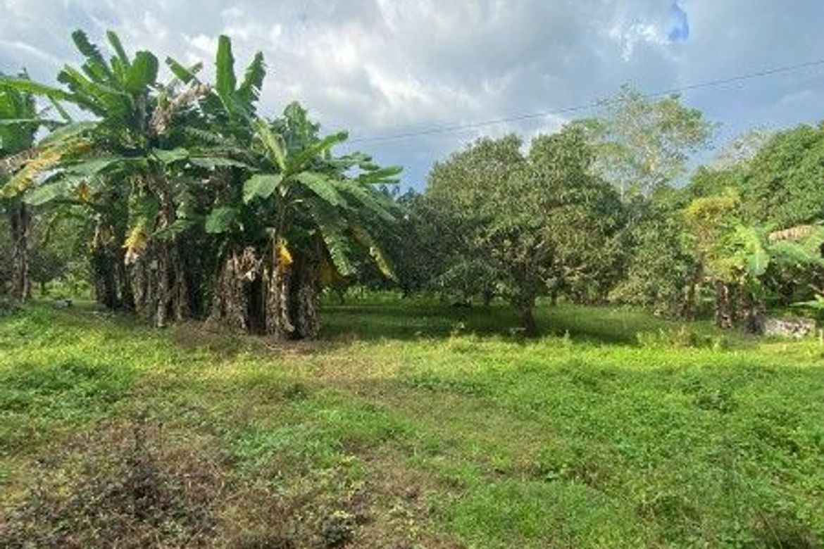 Land for Sale in Calabnugan, Sibulan, Negros Oriental – photo 5