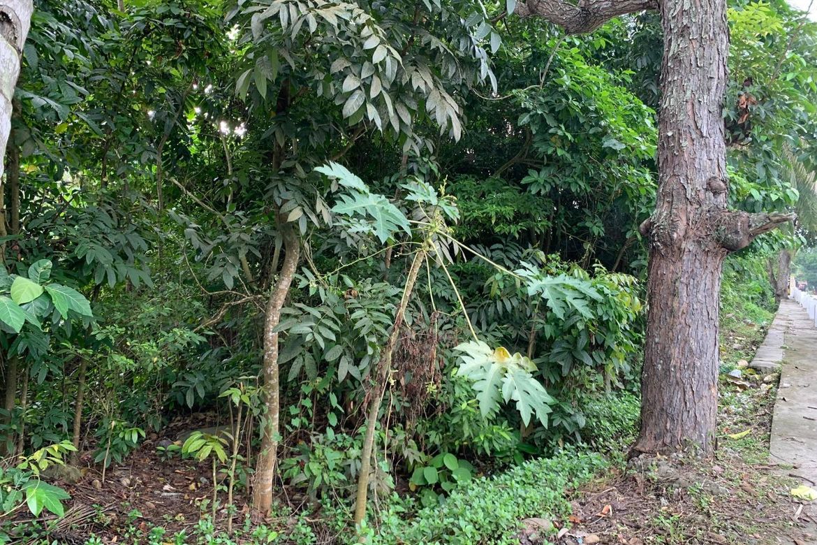 Land for Sale in Calangag, Bacong, Negros Oriental – photo 2