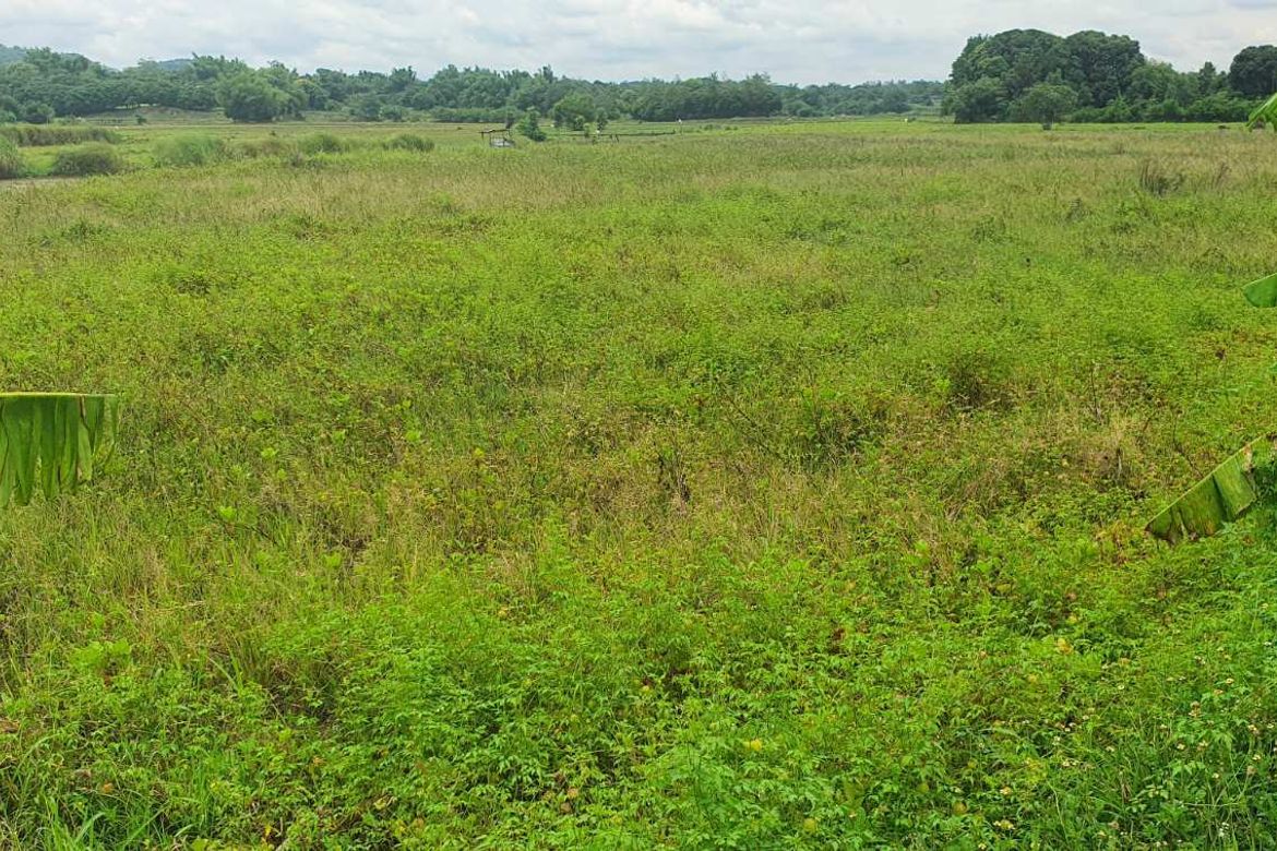 Land for Sale in Calanutan, Rosales, Pangasinan – photo 8
