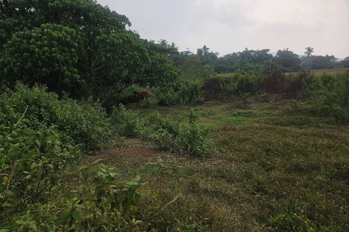 Land for Sale in Calatrava, Carmen, Bohol – photo 8