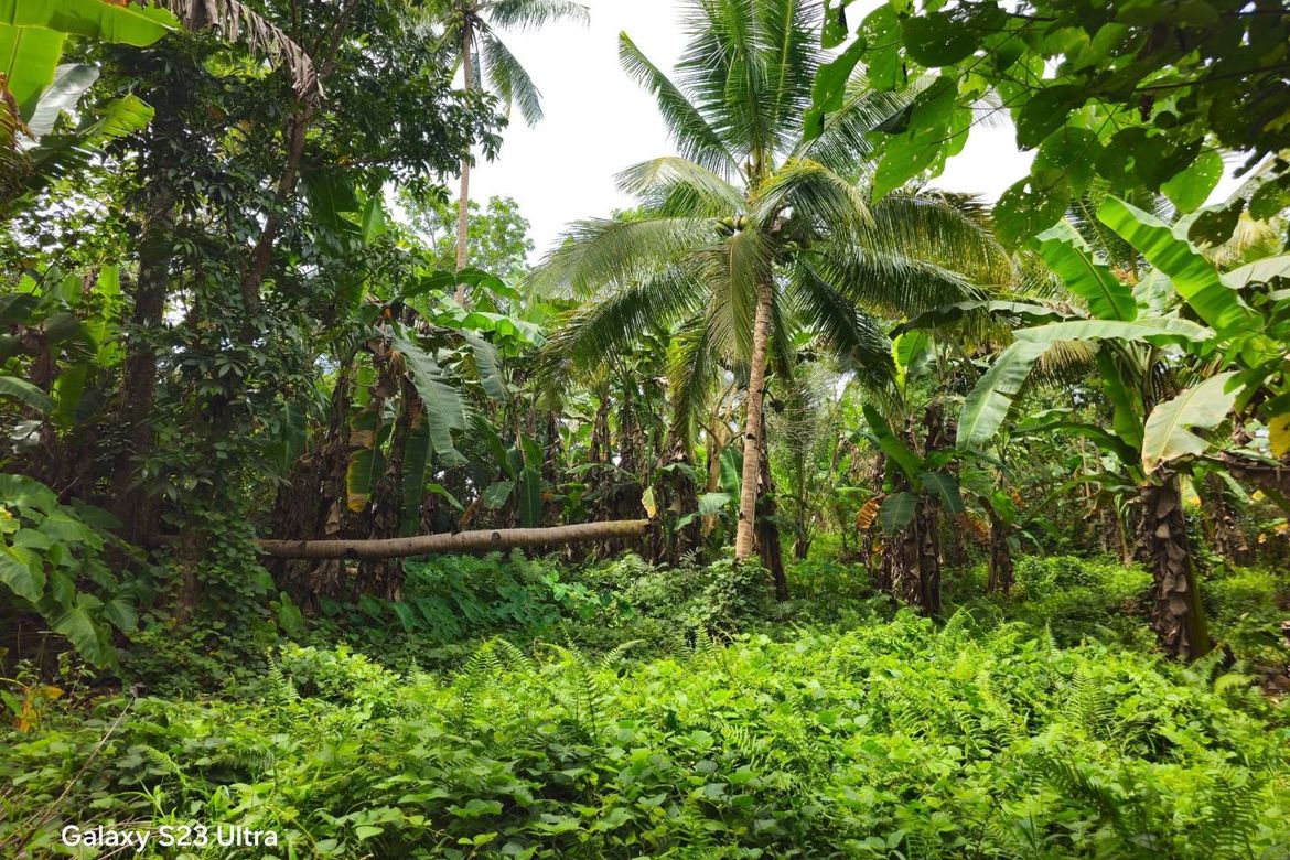 Land for Sale in Calatrava, Carmen, Bohol – photo 6