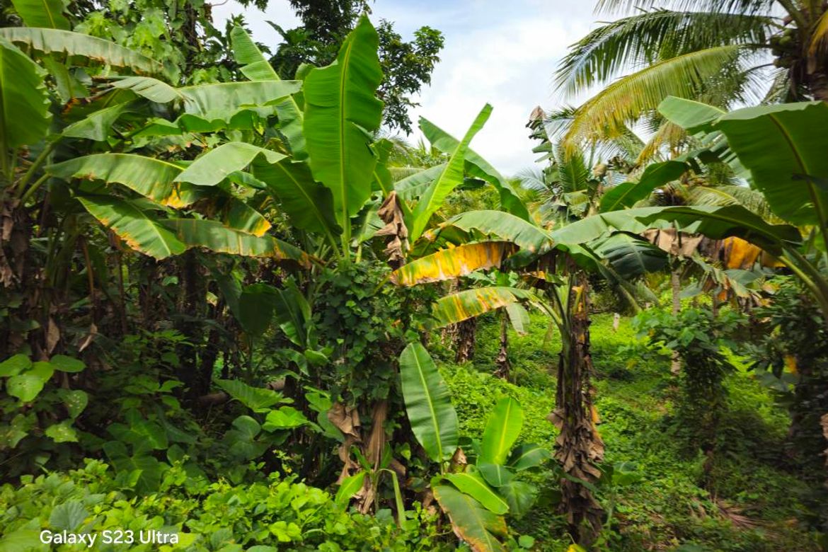 Land for Sale in Calatrava, Carmen, Bohol – photo 8