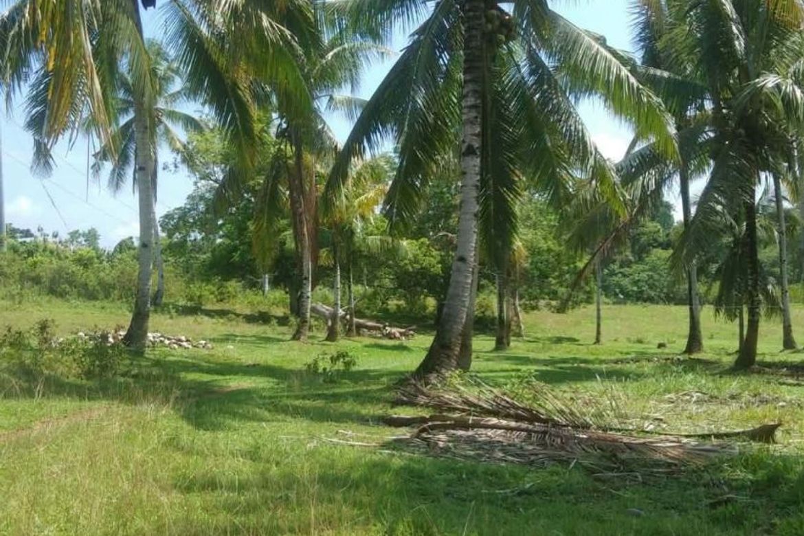 Land for Sale in Calatrava, Carmen, Bohol