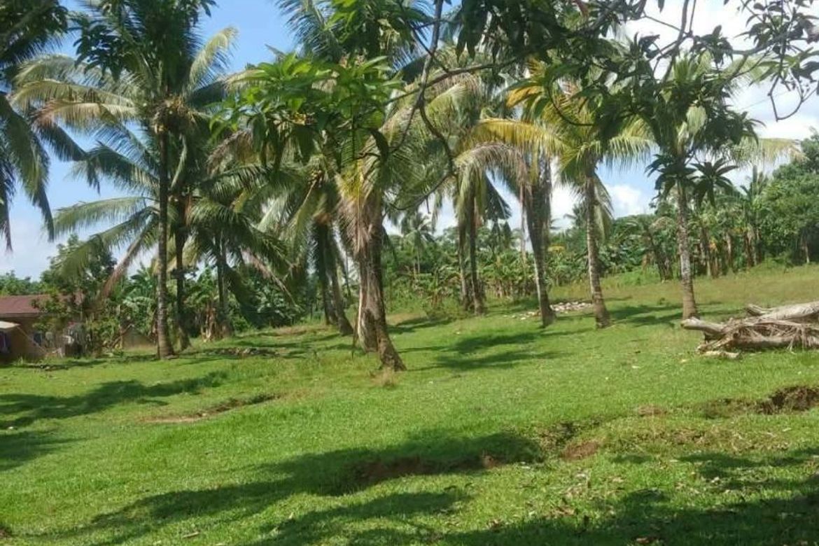 Land for Sale in Calatrava, Carmen, Bohol – photo 5