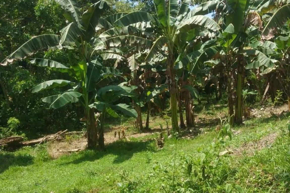 Land for Sale in Calatrava, Carmen, Bohol – photo 6