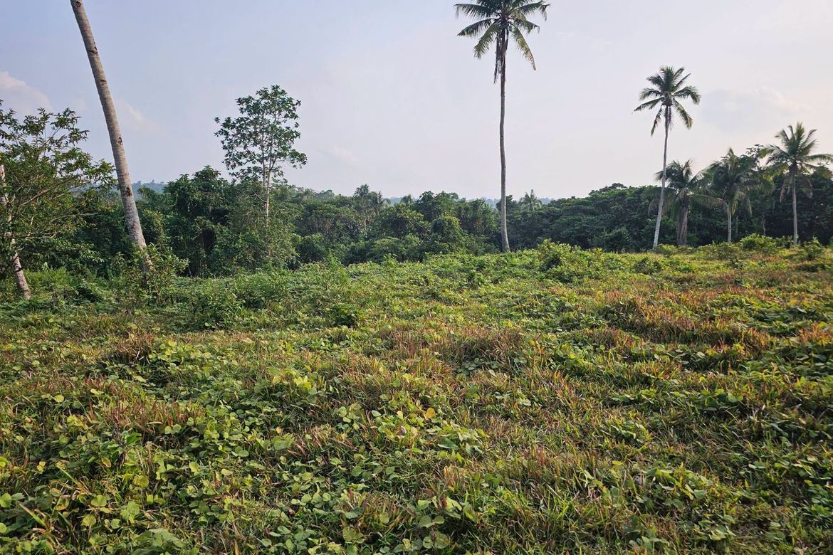 Land for Sale in Calatrava, Carmen, Bohol – photo 2