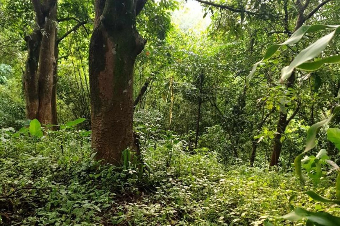 Land for Sale in Calawis, Antipolo, Rizal – photo 3