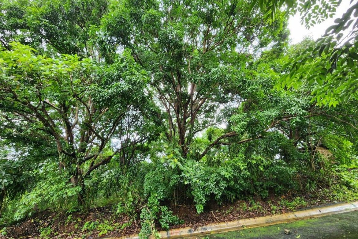 Land for Sale in Calawis, Antipolo, Rizal – photo 4
