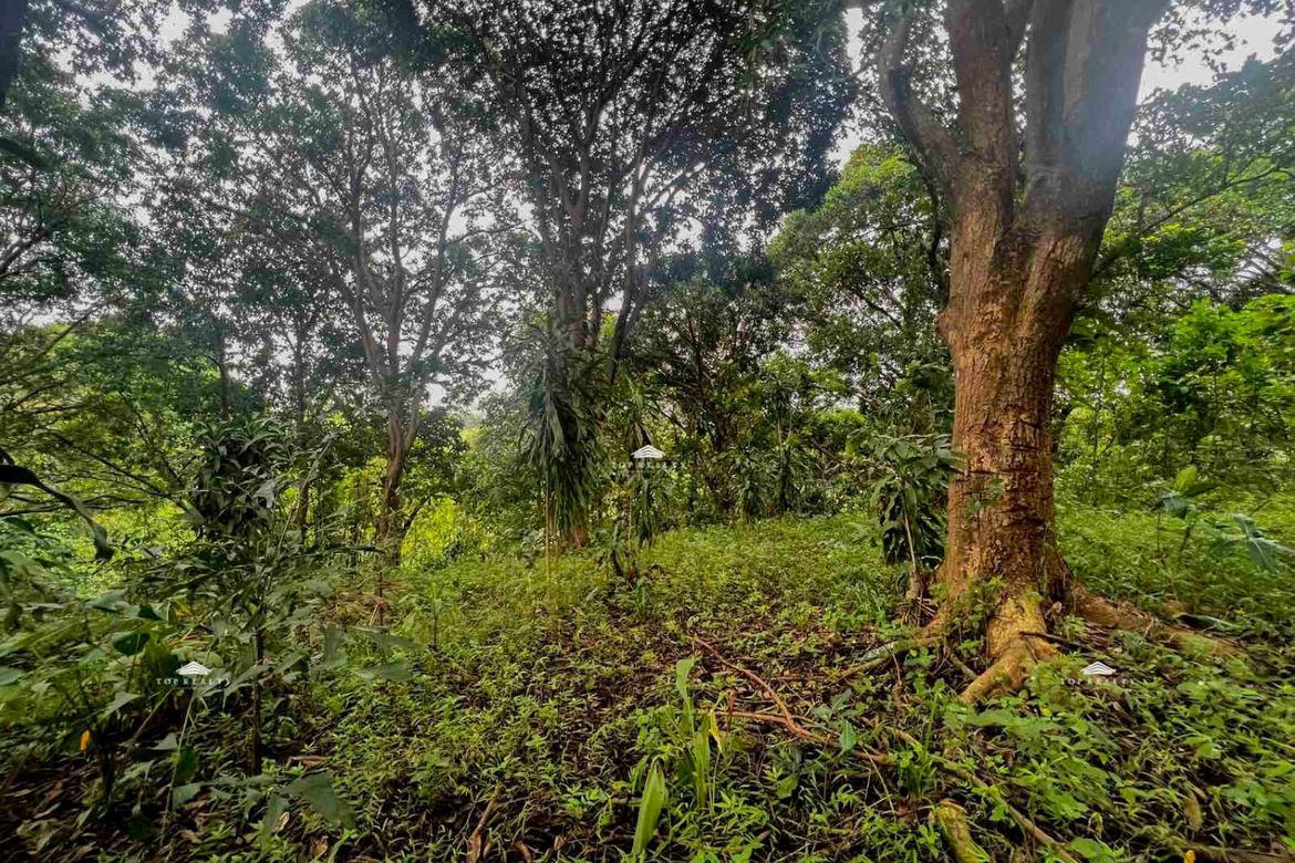 Land for Sale in Calawis, Antipolo, Rizal – photo 5