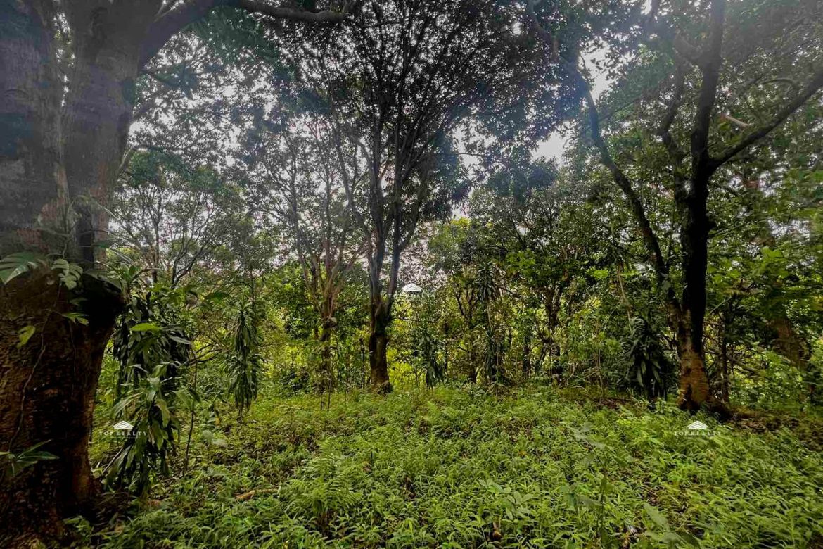 Land for Sale in Calawis, Antipolo, Rizal – photo 7