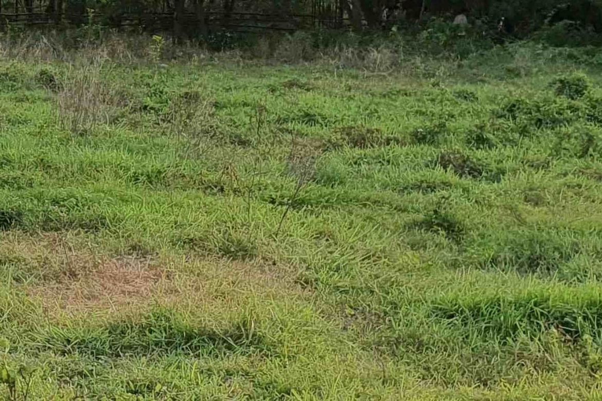 Land for Sale in Calibuyo, Tanza, Cavite – photo 5