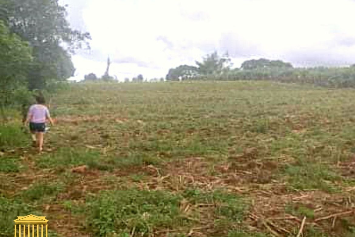 Land for Sale in Calinan, Davao City, Davao del Sur – photo 4