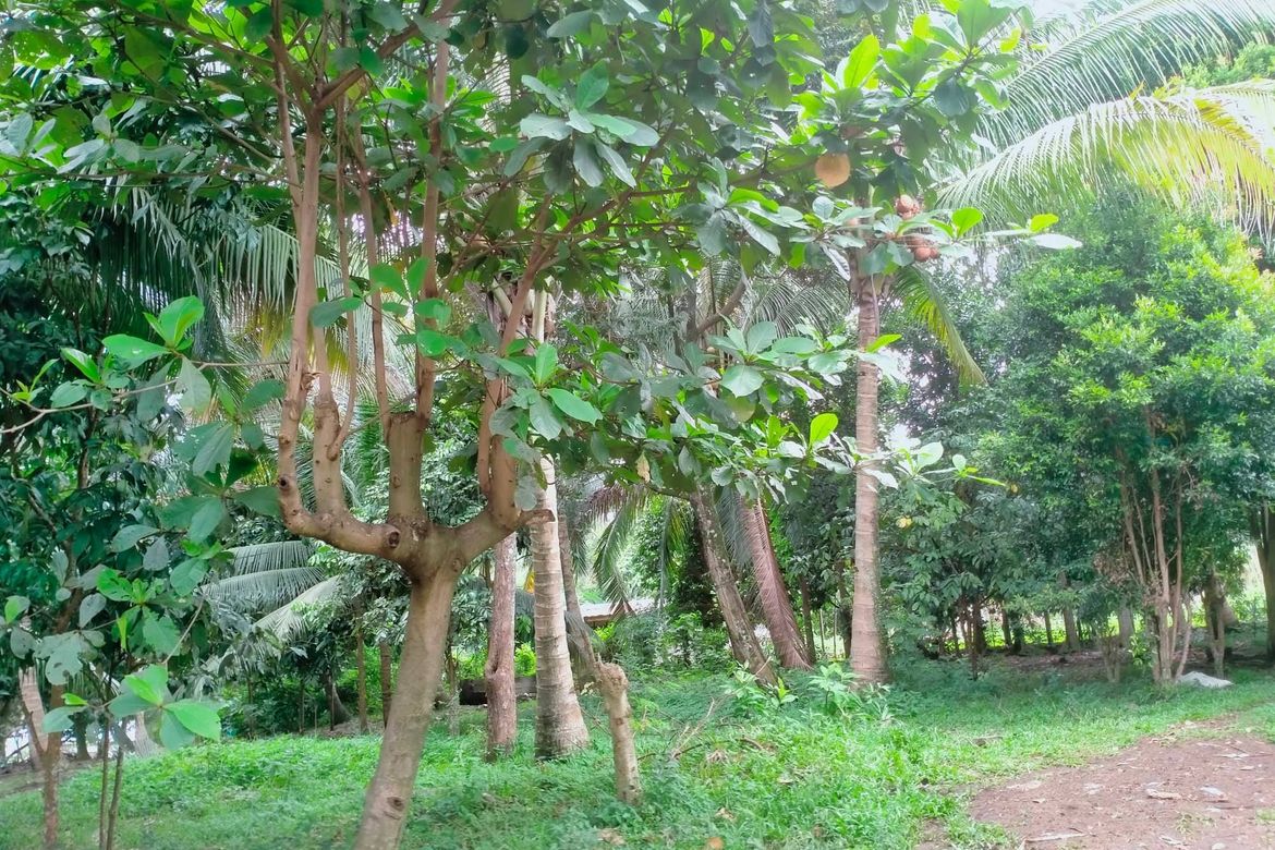 Land for Sale in Calinan, Davao City, Davao del Sur – photo 7