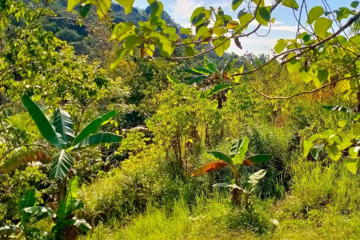 Land for Sale in Calinan, Davao City, Davao del Sur – photo 3