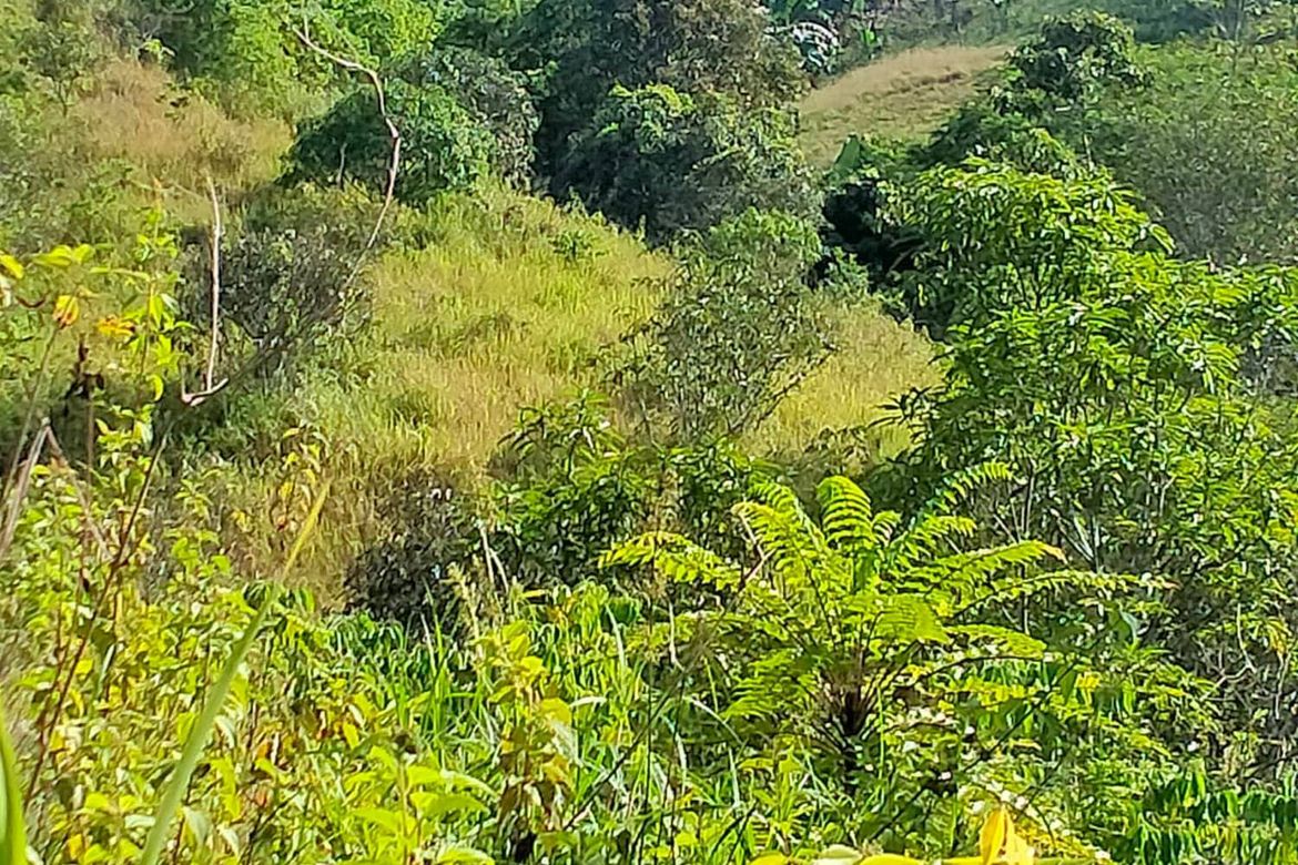 Land for Sale in Calinan, Davao City, Davao del Sur – photo 5