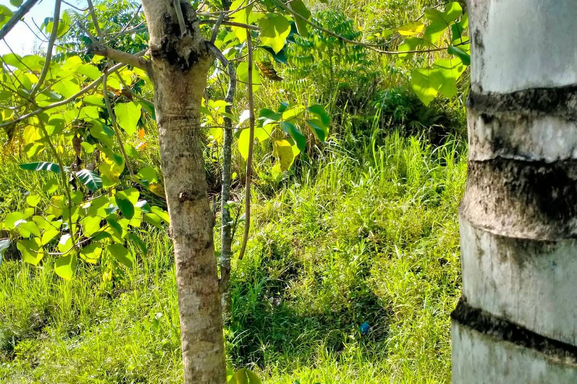 Land for Sale in Calinan, Davao City, Davao del Sur – photo 7