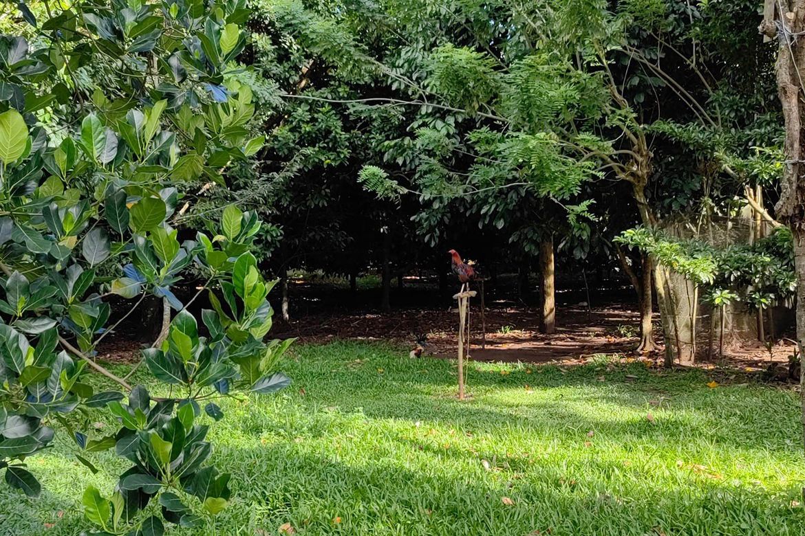 Land for Sale in Calinan, Davao City, Davao del Sur – photo 4