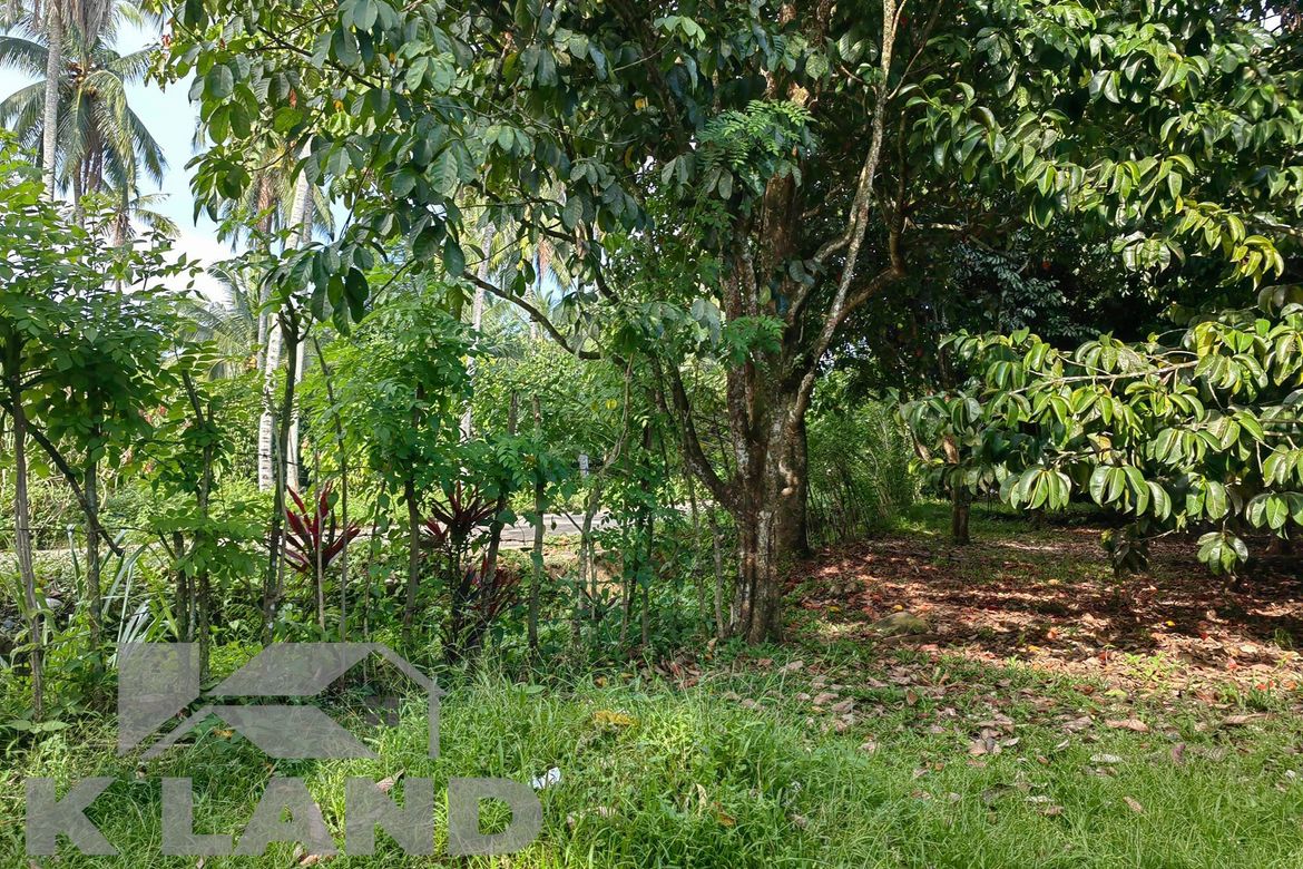 Land for Sale in Calinan, Davao City, Davao del Sur – photo 6