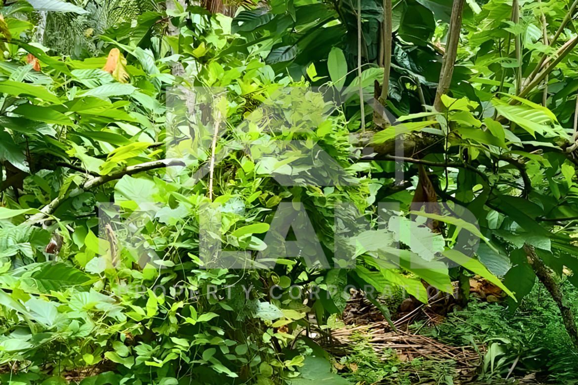 Land for Sale in Calinan, Davao City, Davao del Sur – photo 3
