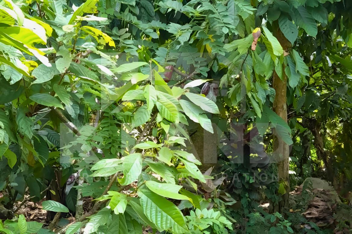 Land for Sale in Calinan, Davao City, Davao del Sur – photo 5