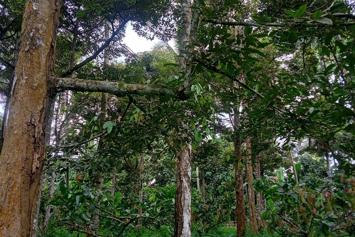 Land for Sale in Calinan, Davao City, Davao del Sur – photo 4