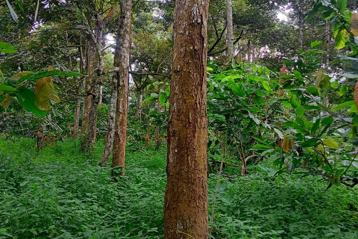 Land for Sale in Calinan, Davao City, Davao del Sur – photo 7