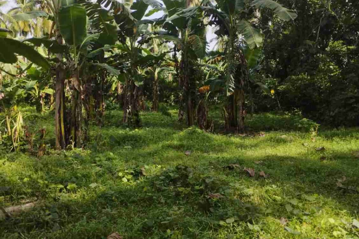 Land for Sale in Callejon, San Antonio, Quezon – photo 2