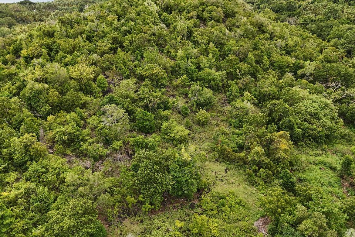 Land for Sale in Calunasan, Larena, Siquijor