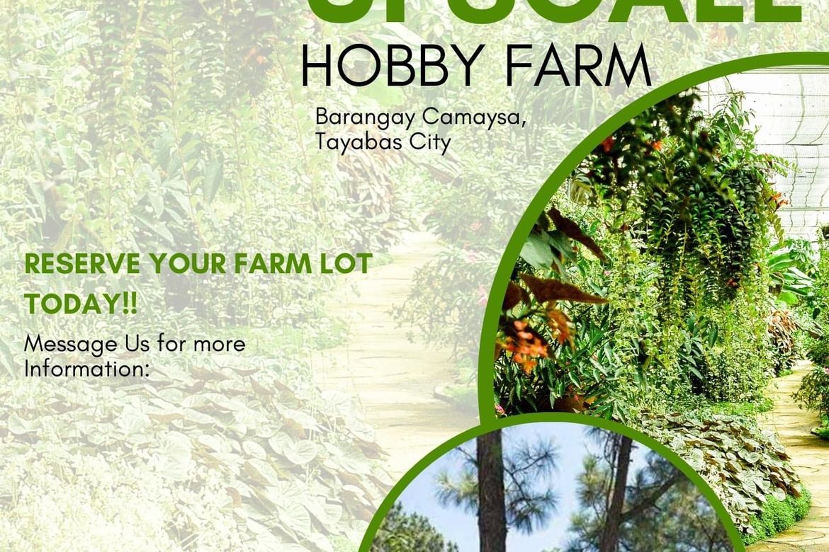 Land for Sale in Camaysa, Tayabas, Quezon – photo 4