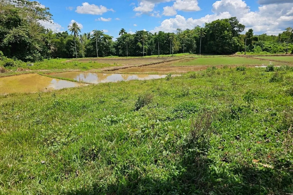 Land for Sale in Cambangay Norte, San Miguel, Bohol