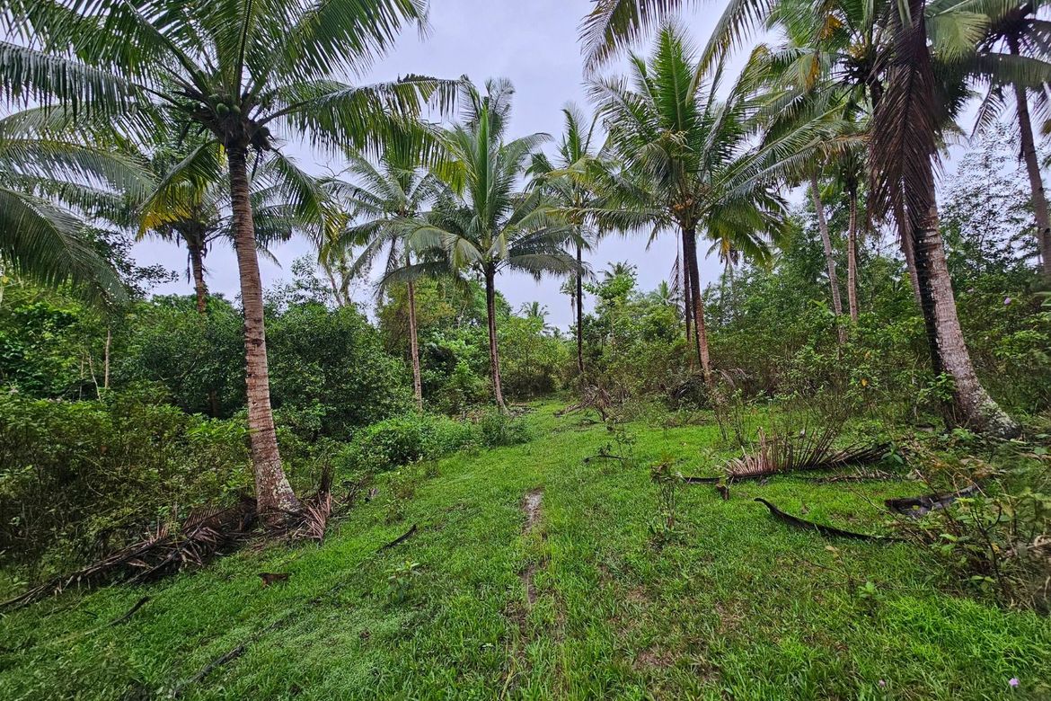 Land for Sale in Cambangay Norte, San Miguel, Bohol – photo 3