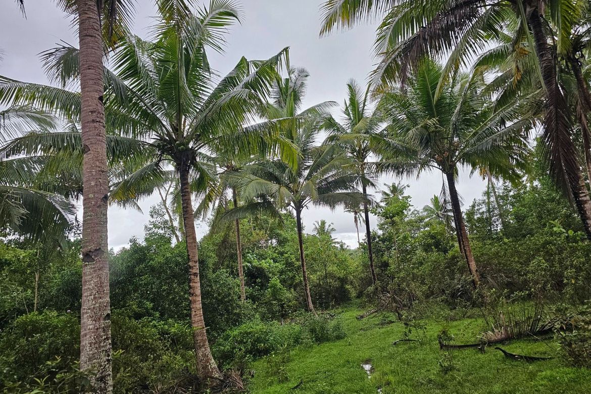 Land for Sale in Cambangay Norte, San Miguel, Bohol – photo 4