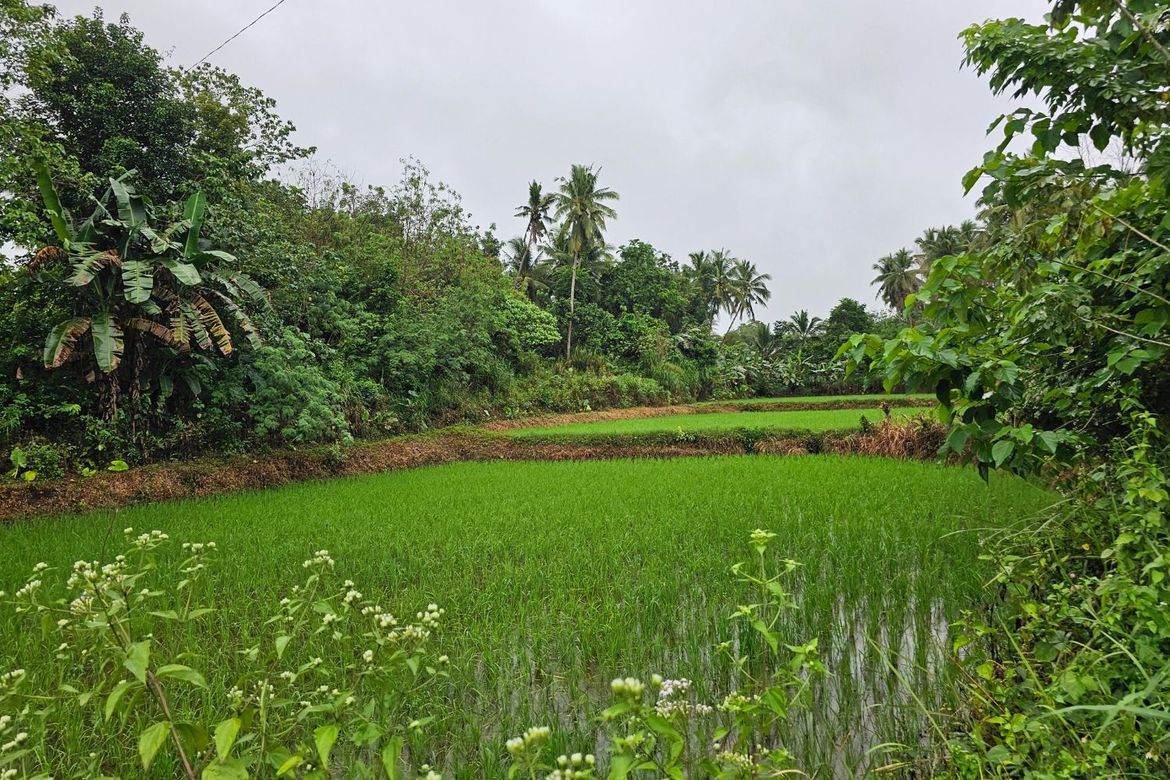 Land for Sale in Cambangay Norte, San Miguel, Bohol – photo 7