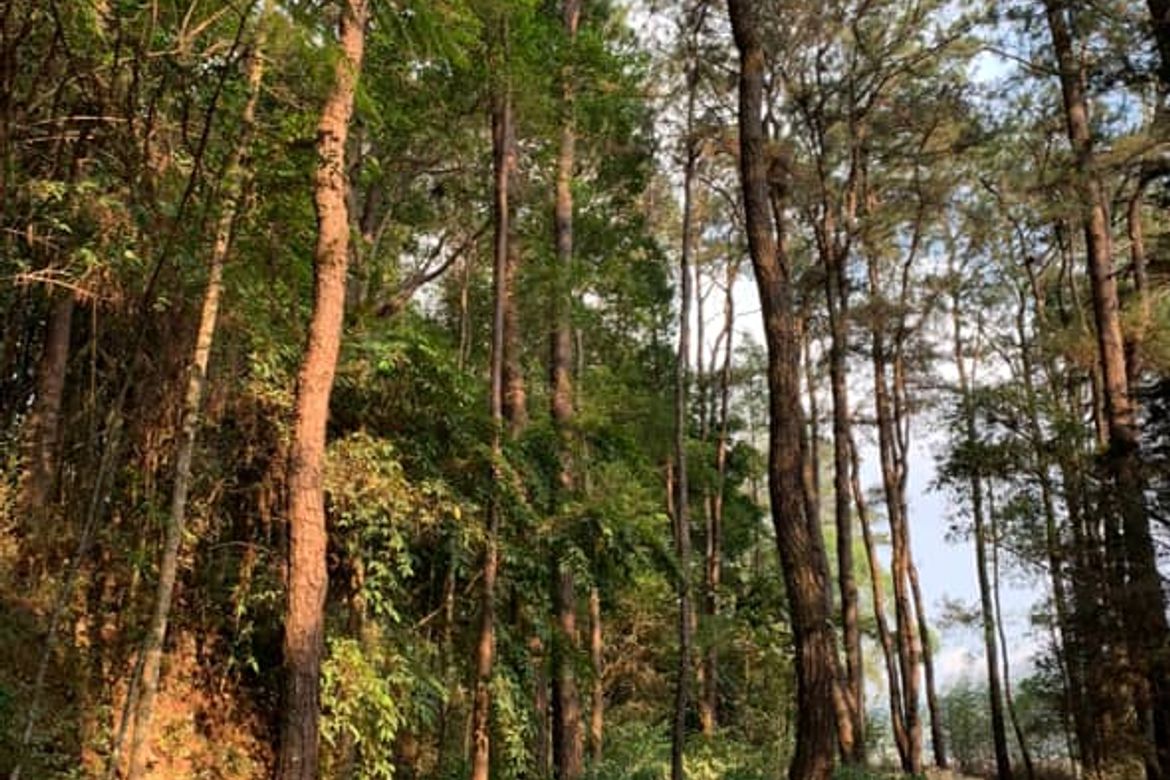 Land for Sale in Camp 7, Baguio, Benguet – photo 2