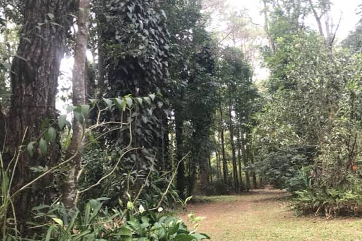 Land for Sale in Camp 7, Baguio, Benguet – photo 5