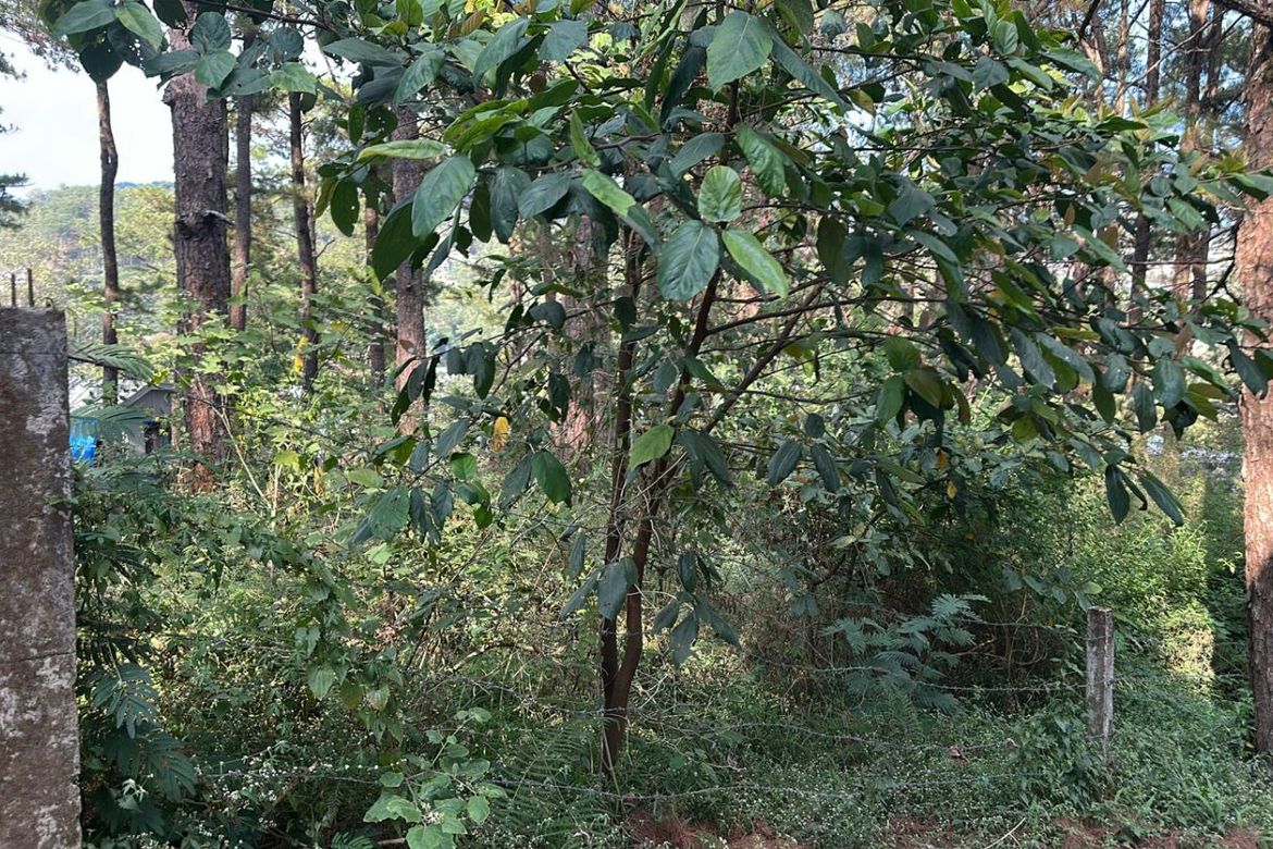 Land for Sale in Camp 7, Baguio, Benguet – photo 7