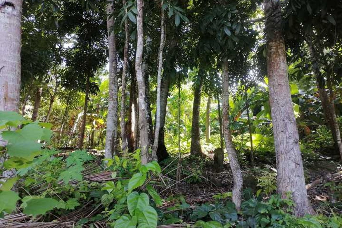 Land for Sale in Campalanas, Lazi, Siquijor – photo 3
