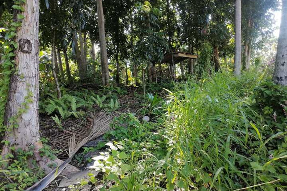 Land for Sale in Campalanas, Lazi, Siquijor – photo 6