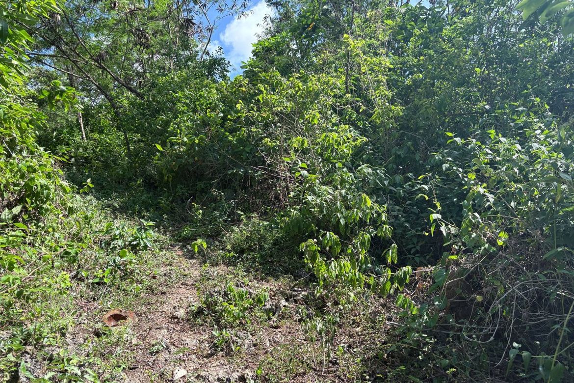 Land for Sale in Candanay Norte, Siquijor, Siquijor – photo 7