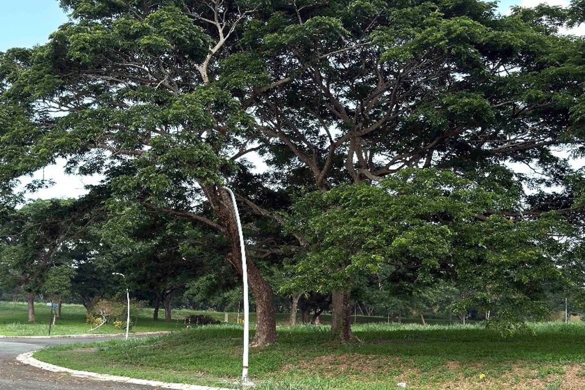 Land for Sale in Canlubang, Calamba, Laguna