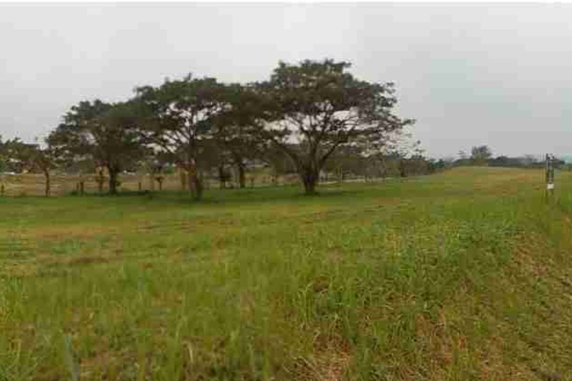 Land for Sale in Canlubang, Calamba, Laguna – photo 6