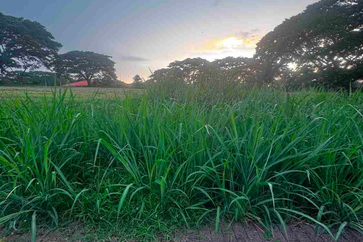 Land for Sale in Canlubang, Calamba, Laguna – photo 3