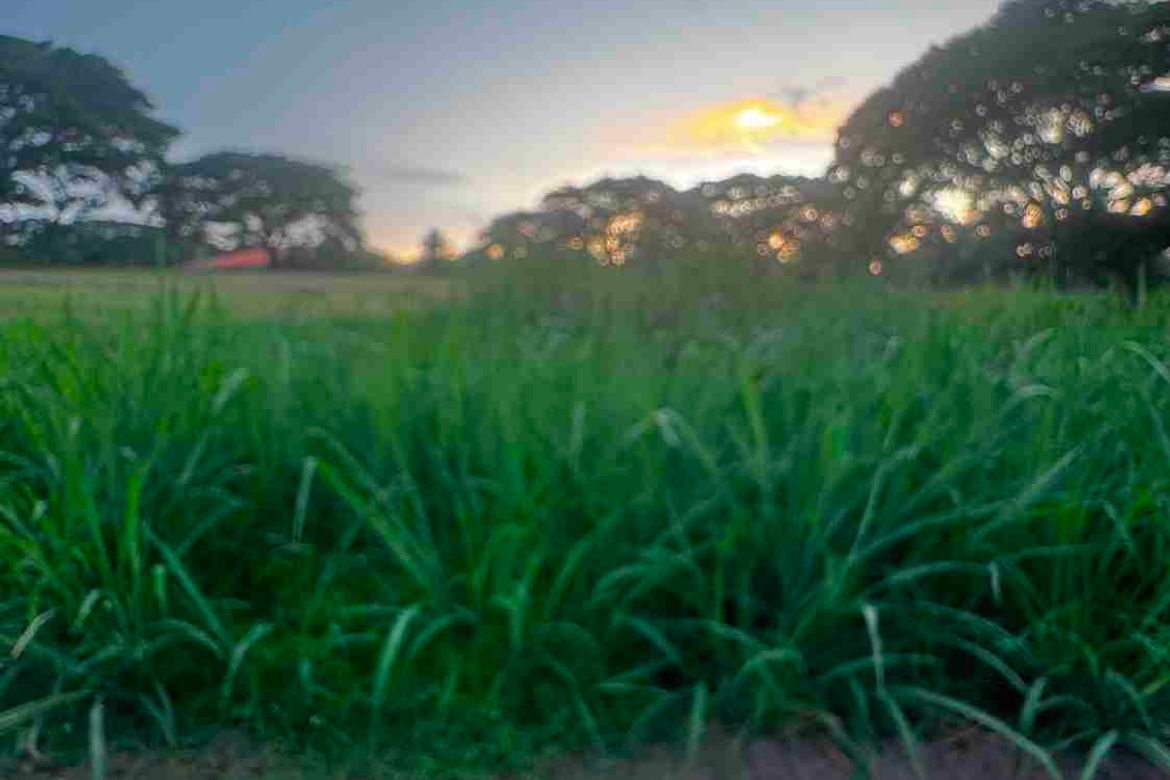 Land for Sale in Canlubang, Calamba, Laguna – photo 5