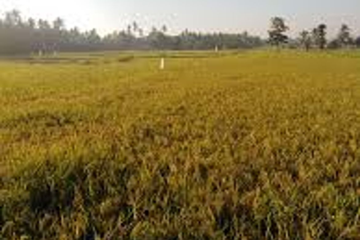 Land for Sale in Capihan, San Rafael, Bulacan – photo 4